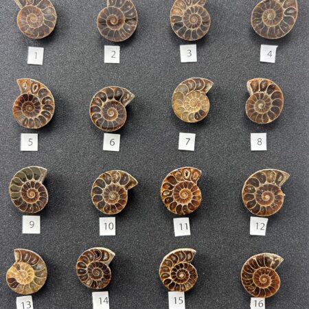 Ammonite (#1–#16)